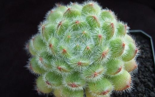 多肉植物叶插繁殖全攻略：配土、盆器与养护技巧