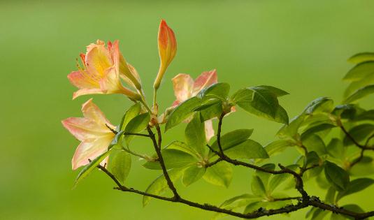 杜鵑花怎麼種?科學養殖與栽培要點