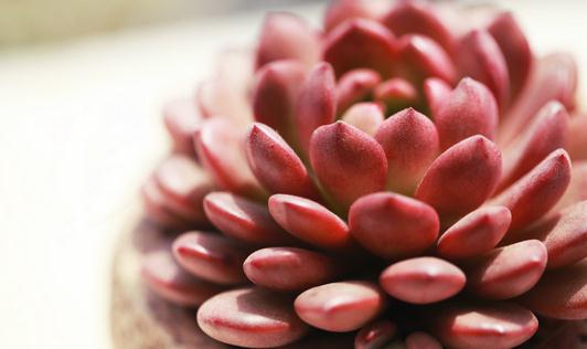 冬季多肉植物冻伤怎么办？