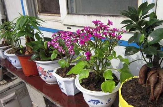 教你自制免费养花肥料:6种实用方法