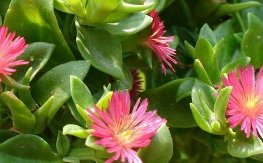 玉樹花簡介與養殖要點