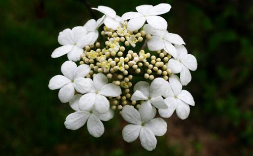 琼花的养殖方法与栽培管理指南