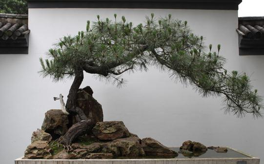 黑松的養殖方法與栽培要點
