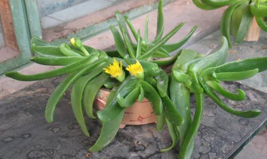 佛手掌：多肉植物的养护技巧与生长环境