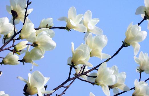 白玉蘭養殖方法:光溼土肥全方位指南