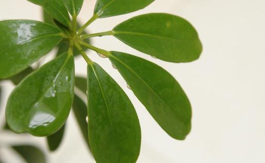 搖錢樹的養殖方法與特徵介紹