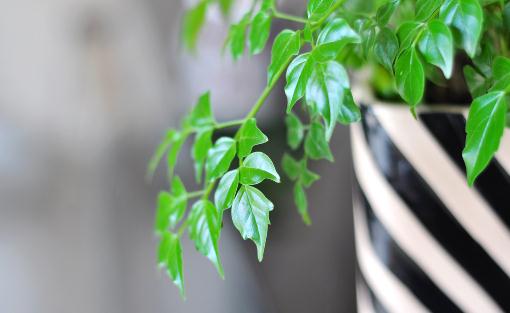 幸福樹介紹與養護：熱帶觀賞植物的作用及栽培要點