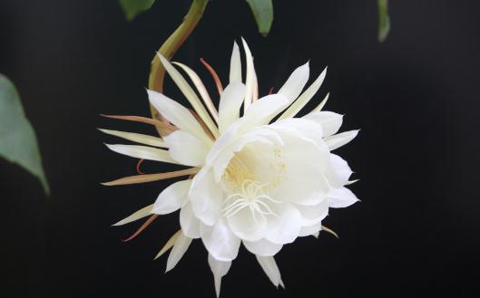 昙花對家居環境的影響