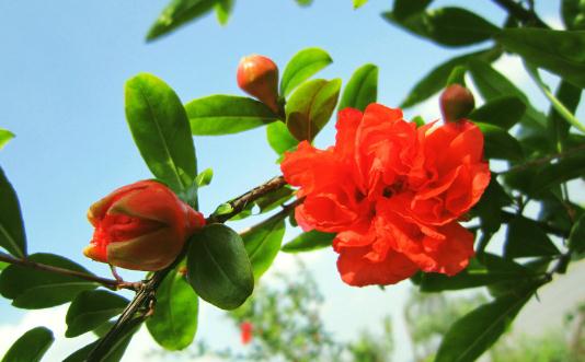 石榴花的介紹：特徵、養護與家居益處