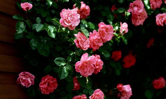 薔薇介紹與家居環境影響指南