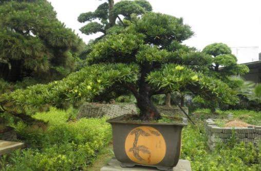 羅漢松的養護指南｜種植要點與家居影響