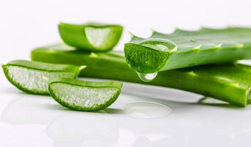 蘆花語與養殖方法:蘆荟的種植指南與療效