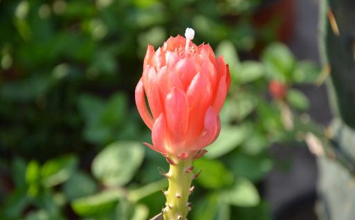 令箭荷花:外形特徵、養護要點及其對家居環境的益處