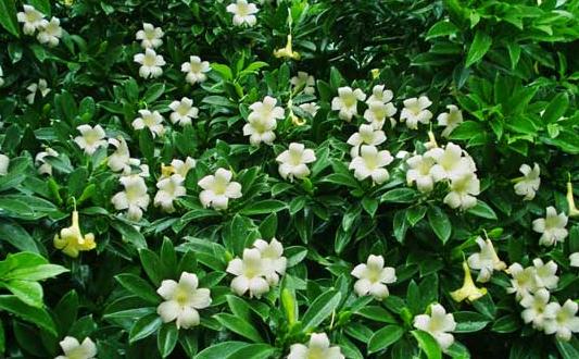 非洲茉莉养护技巧详解