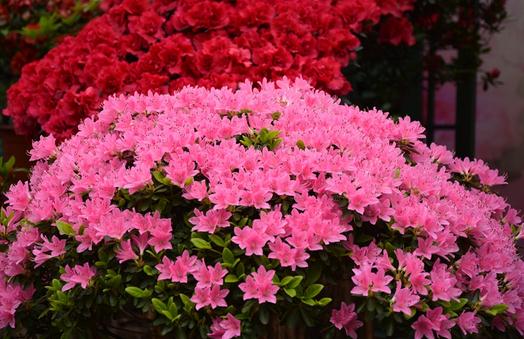 杜鵑花介紹與養護指南