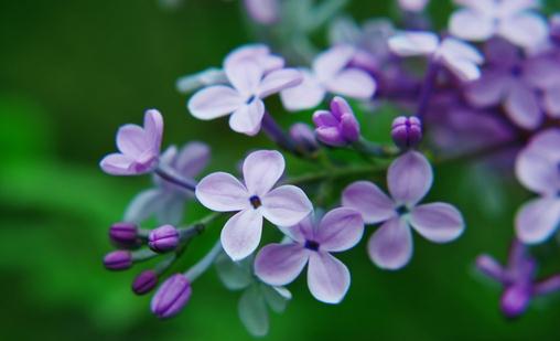 丁香花的介绍与家居养护指南