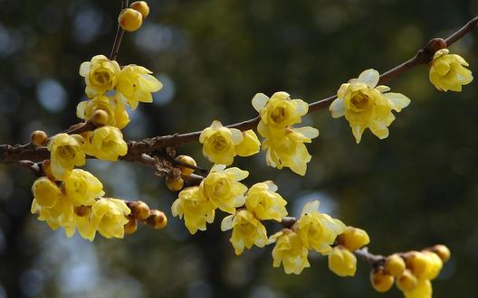臙脂梅介紹與栽培指南