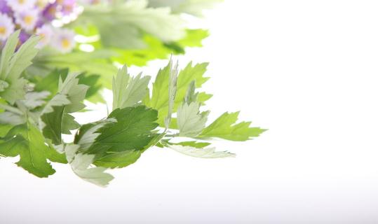 艾草介紹：作用、功效與形態特徵