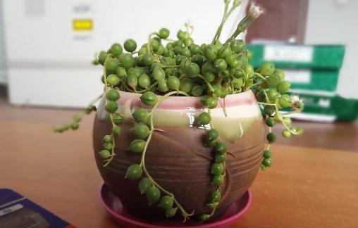 珍珠吊蘭綜介:生長習性、養殖要點與繁殖技巧