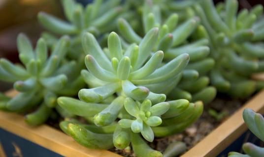 玉米石养护指南:种植与繁殖要点