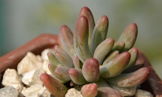 乙女心多肉植物：特徵介紹與養殖技巧