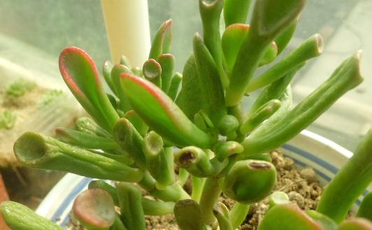 筒葉花月介紹與養護:馬蹄角種植要點