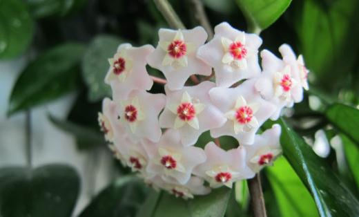 生石花的養殖方法與介紹