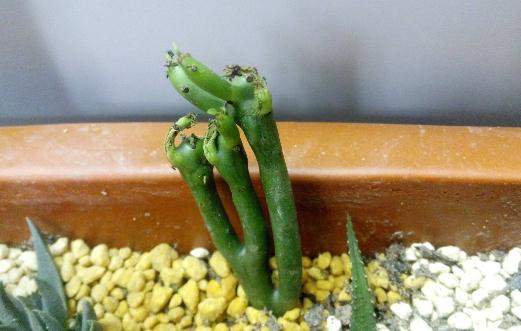 膨珊瑚的養殖方法與家居應用指南