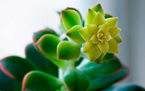 蓮花掌介紹與養殖方法