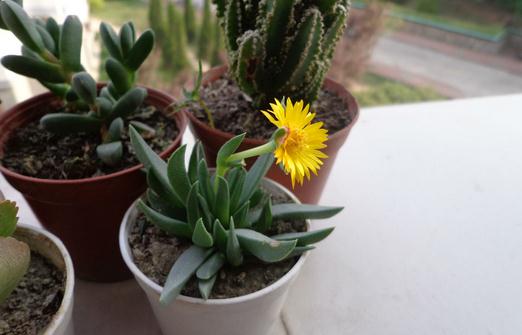 黃花照波介紹與養殖指南