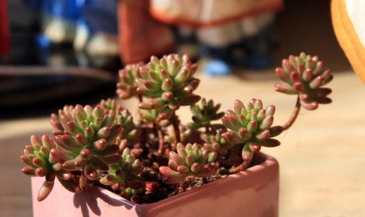 虹之玉的多肉植物特徵與養殖技巧