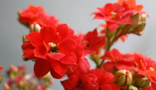 宮燈長壽花介紹與養殖方法