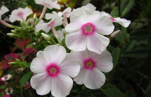 鳳仙花的介紹與養殖方法