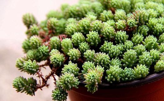 薄雪万年草简介与养殖方法