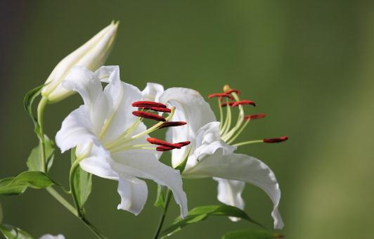 百合花的象徵意義與養殖技巧