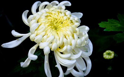 菊花养护指南:品种特性与五大管理要点