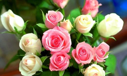 月季、玫瑰、薔薇的差別解析