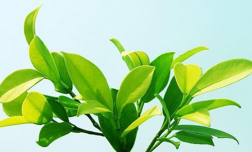 科學魅力：探索葉子的奧秘