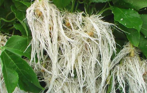 促進植物根系生長的因子:ROS與鈣離子通道