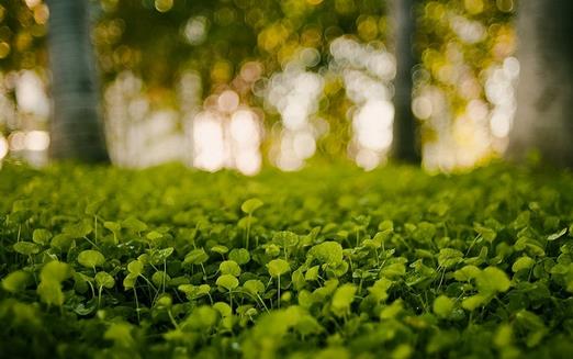 植物也有情緒？小心它們的「報復」與「吃醋」