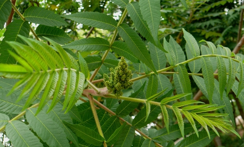 木盐树：盐碱地中的自然排盐奇迹