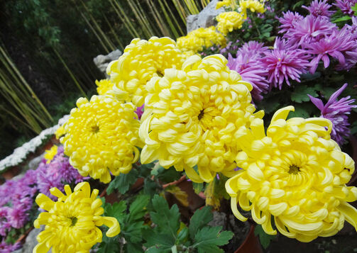 菊花的养护方法与品种介绍