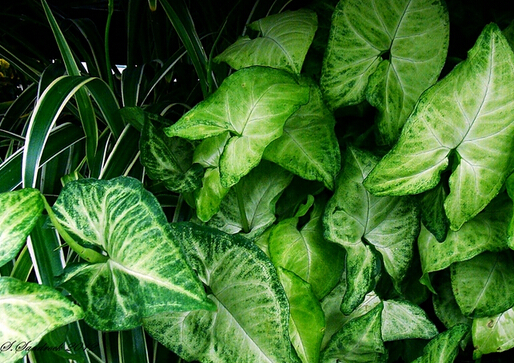 合果芋與家居風格的搭配指南