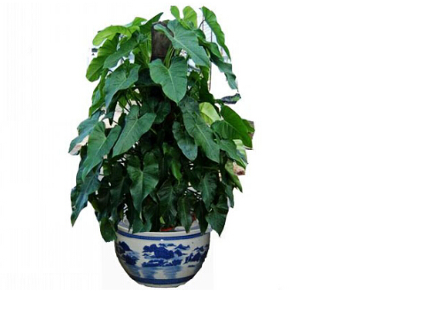 喜林芋的風水學應用與家居養護指南