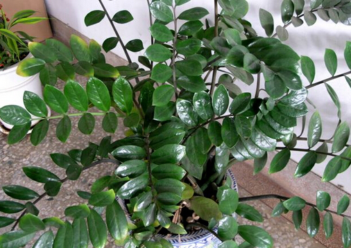翡翠木的风水应用与家居养护指南
