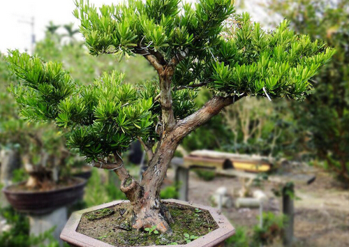 羅漢松對家居環境的影響
