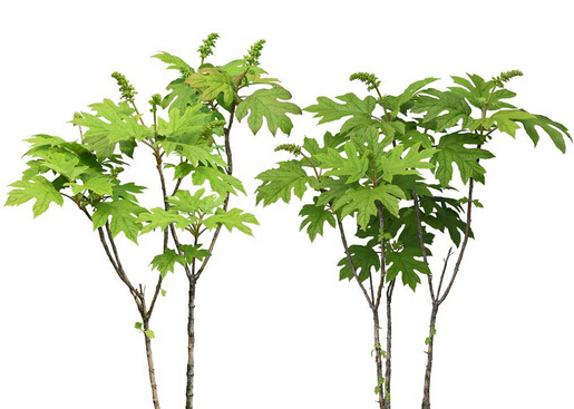 八角金盤對家居環境的影響與應用