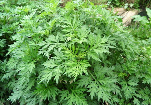 艾草对家居环境的影响与功效