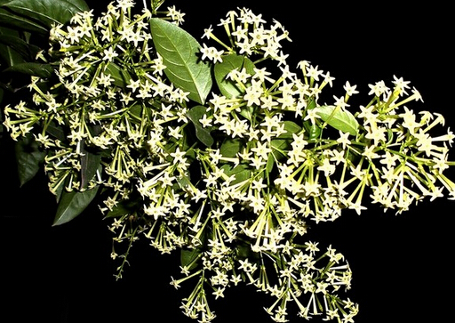 夜來香花的介紹與風水應用