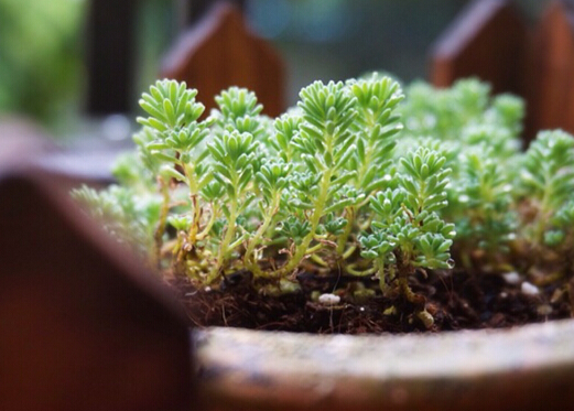 薄雪万年草的风水学应用与家居养护指南